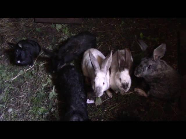 Выманивание кроликов из нор