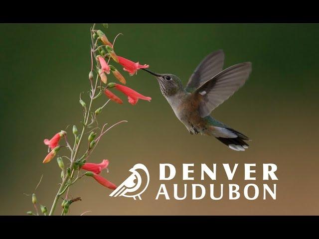 Denver Audubon. Where to take kids in Colorado; Birds, Nature,Hike,Lake. Отдых с детьми в Колорадо.