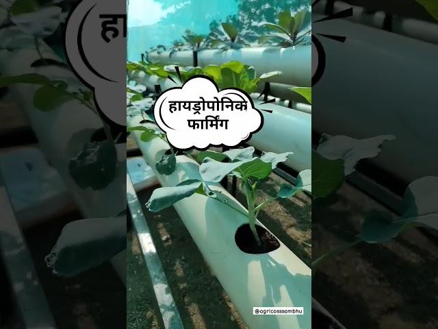 #hydroponics#modernagricuture#israel#water#youtubeshorts#shorts#farmer#irrigation#savewater#savearth