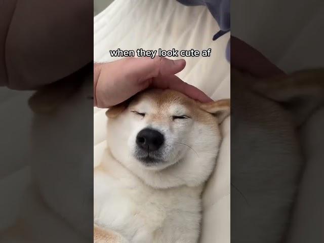 so cute im angry
