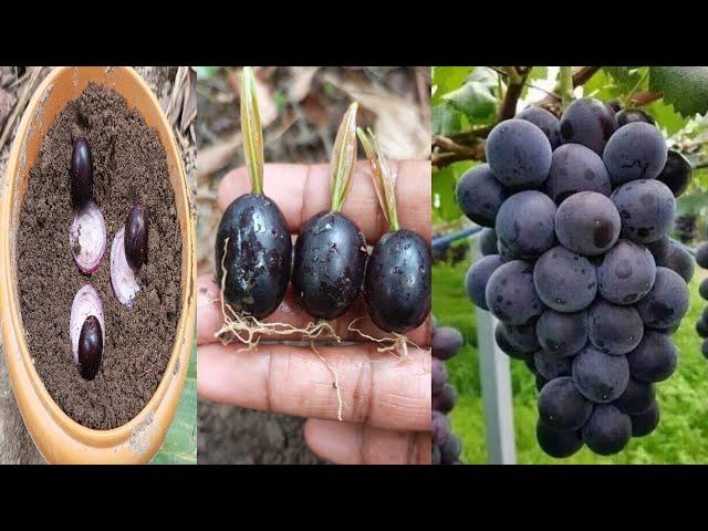 Growing black grape tree from grape at home,, how to grow grape tree step by step