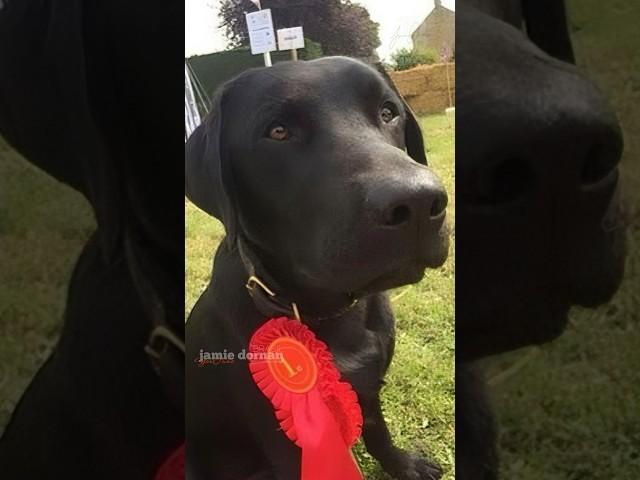 Jamie Dornan: Actor, producer… during his spare time also dog training |Walberswick Dog Show