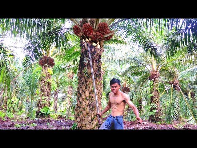 Amazing to Harvest a Lot of Fruit Palm