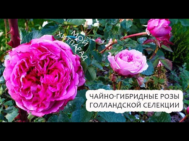 #чайногибридные #розы Хитпарад чайно-гибридных роз голландской селекции, сезон 2023