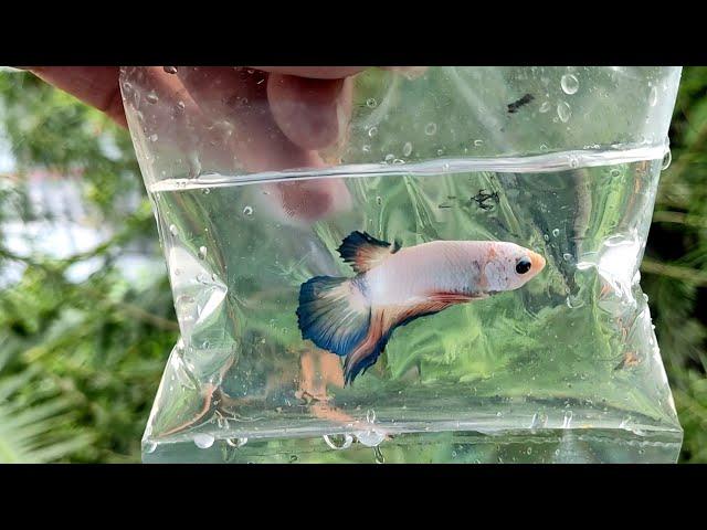 You must keep these Betta (Fighter) fishes | Some Rare Betta Fish | AnimalHolic