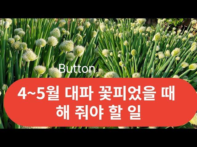 #대파 #대파 꽃피면 이렇게 해주면 대파 먹을 수 있어요.