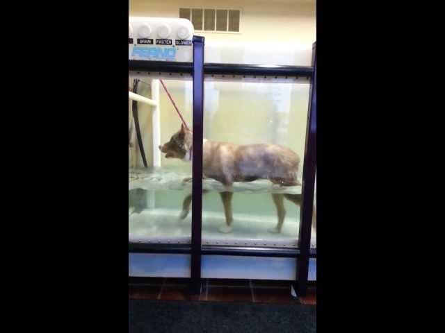 Max in the Underwater Treadmill - Arthritis