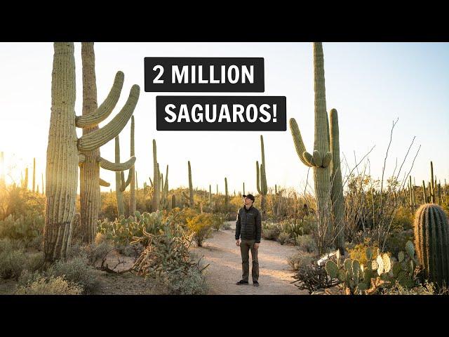 One Day at Saguaro National Park (West)  | Hiking Wasson Peak, Valley View Overlook, & more!