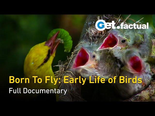 Born to Fly: Early Life Of Birds - Full Nature Documentary