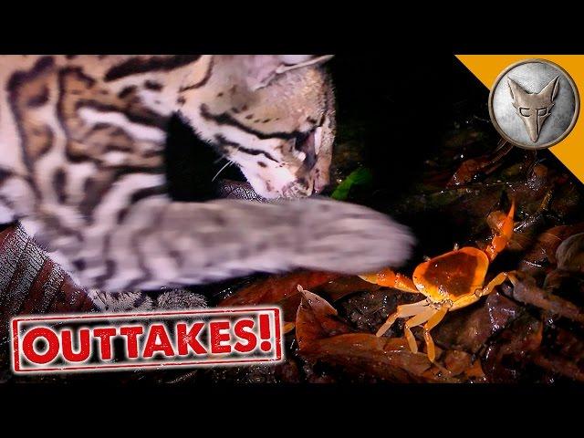 Ocelot vs Crab!