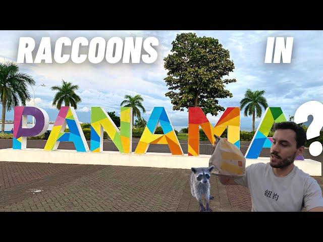 FIRST IMPRESSIONS of Panama City, Panama  | Entry & Exit REQUIREMENTS | Begging RACCOONS