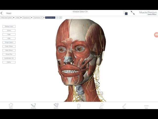 기능해부학 10-1 얼굴근육과 씹기근육 by learning mate