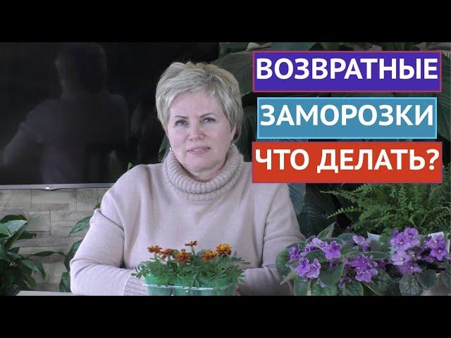 КАРАУЛ! ВОЗВРАТНЫЕ ЗАМОРОЗКИ! КАК СПАСТИ РАСТЕНИЯ