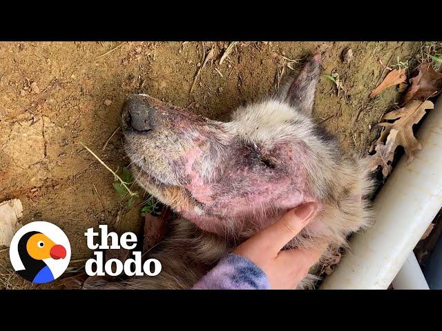 Starving Husky Nearly Gives Up Until A Miracle Happens | The Dodo