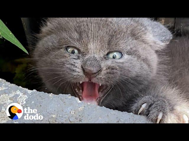 Woman Finds Spicy Kitten Under Trash Can  | The Dodo Faith = Restored