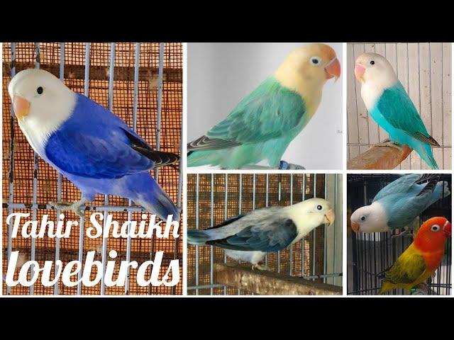 Tahir Shaikh Lovebirds | breeding setup | By Wajahat Munawar