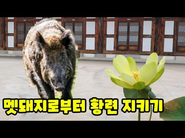 해인사 템플스테이 연꽃작업 중 생긴 일 / 그냥 저절로 피는 꽃이라고 생각했다