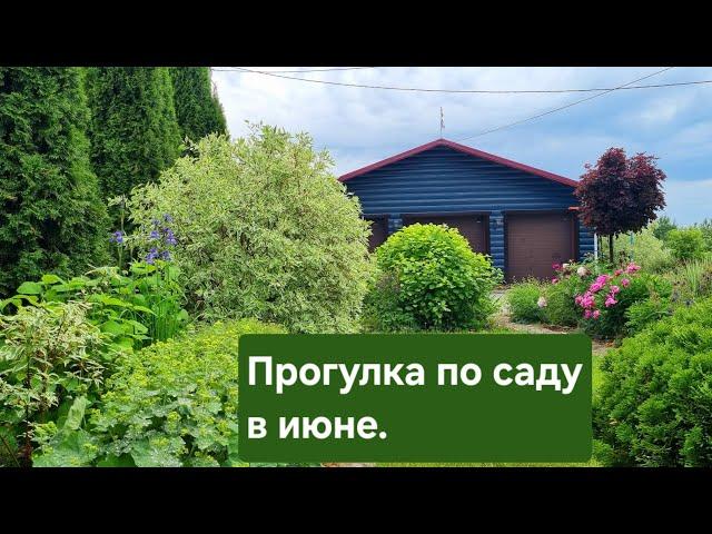Прогулка по саду в июне. Покрасили гараж!