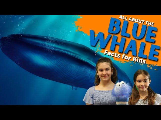 Blue Whale Facts | Facts For Kids