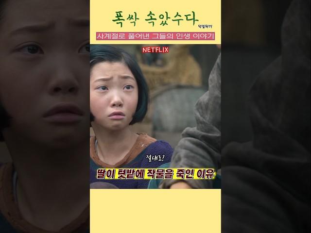  명치에 든 가시 같은 년..  딸이 텃밭의 작물을 죽인 이유 / 폭싹 속았수다 명장면