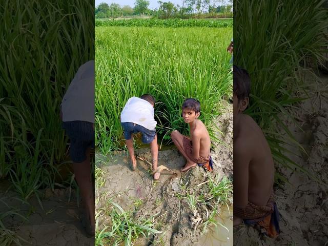 Dhan ke khet se pakerliya macchli(193) Hindi fishing vlog || hindi village fishing video ||