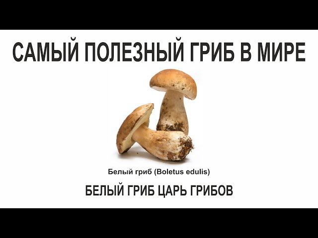 САМЫЙ ПОЛЕЗНЫЙ ГРИБ В МИРЕ, БЕЛЫЙ ГРИБ ЦАРЬ ГРИБОВ