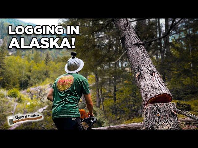 How They Log Trees In ALASKA!