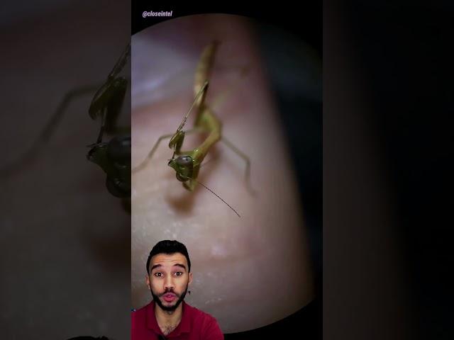تعالي نشوف حشرة فرس النبي تحت الميكروسكوب !!