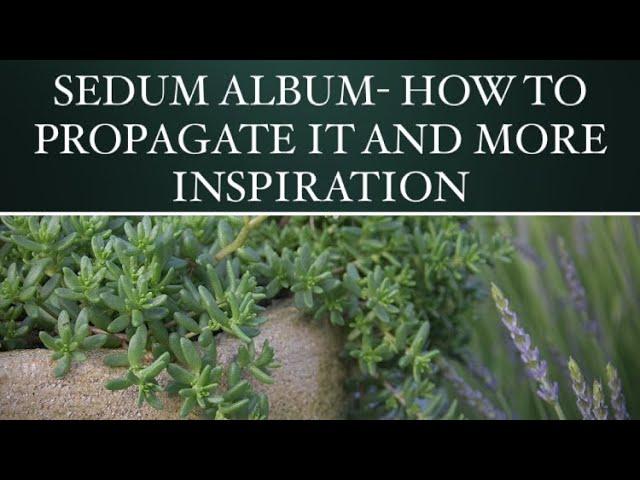 HOW TO PROPAGATE SEDUM ALBUM