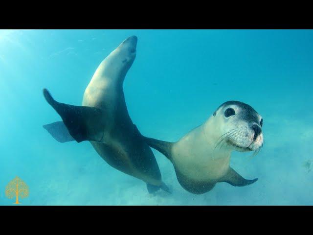 Beautiful (Underwater Sea Footage) Relaxing Sleep Music  Meditation Music, Stress Relief Music