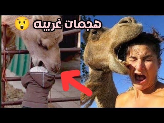 أقوي تجميعه هجمات الحيوانات المفترسة على البشر: لن تصدق ما ستراه!