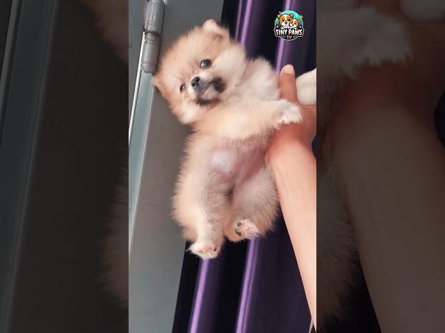  Funny and Cute Pomeranian Puppies 