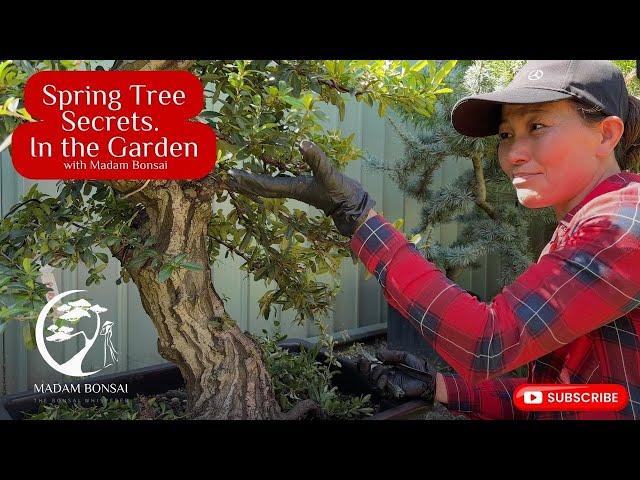 Spring Tree Secrets, In the Garden with Madam Bonsai.