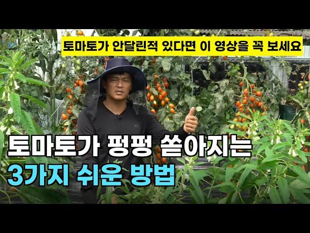 127.텃밭이나 가정에서 토마토를 쉽고 멋지게 기르는 3가지 핵심 꿀팁입니다