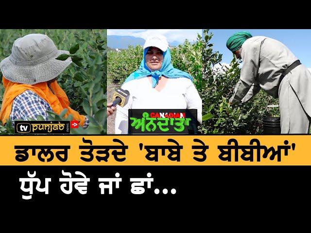 Canada ਦੇ Farms 'ਚ ਡਾਲਰ ਤੋੜਦੇ ਬਾਬੇ ਤੇ ਬੀਬੀਆਂ ਦੀਆਂ ਗੱਲਾਂ || Canadian Anndata