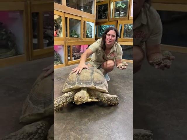 BIg vs Small Sulcata Tortoise! 