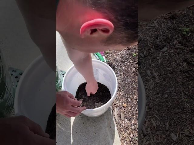 Growing potatoes in Buckets