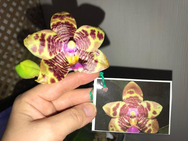 My orchids. Цветение phal. Belina и phal. Anaconda Tina,15.10, 2022