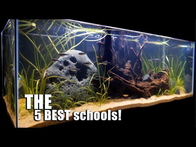 THE 5 BEST Schooling Fish PLUS One You May Not Think of! 