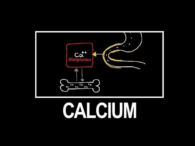 Calcium-Haushalt im Körper: Physiologische Grundlagen und Regulation