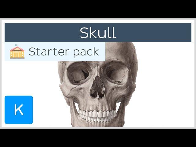 Bones of the Skull: Neurocranium and Viscerocranium - Human Anatomy | Kenhub