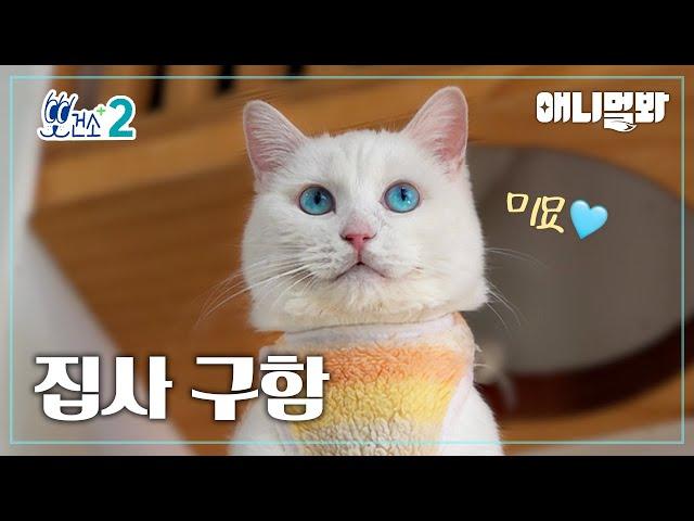 [뽀건소 입양 프로젝트-6화] 밀당 고수 터키시 앙고라 바바🩵ㅣ[Dr Paw Adoption Project- Ep 6 ] Turkish Angora Baba🩵