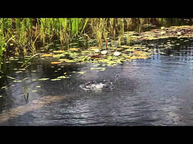 How To Make a DIY Natural Swimming Pool