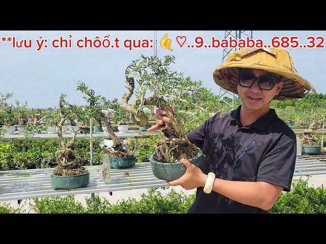 Bonsai Kim song Hinh 280k 0933368532linhsamnuitraihuonguyetquehongocmaichieuthuykimquytunghoatrang