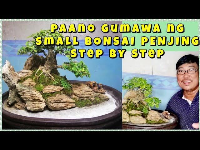 How to make bonsai penjing Step by step tutorial ...(tugas)