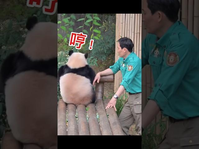 爺爺我也是女生，我也要面子的！！ #panda #熊貓 #cute #貓熊 #animals #輝寶 #愛寶樂園