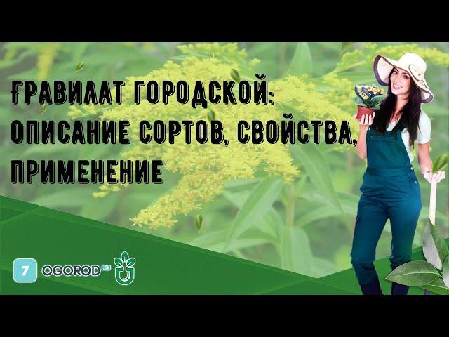 Гравилат городской: описание сортов, свойства, применение