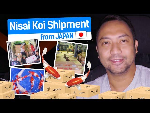 Koi shipment from Japan