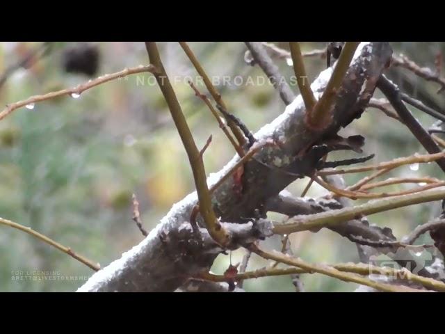 11-22-2024 North Wales,PA - First Snow of Season