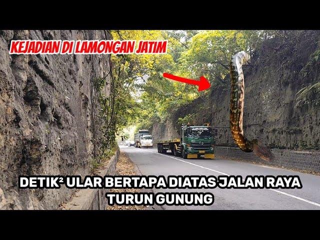 kejadian di lamongan.! detik² ular bertapa diatas jalan raya gunung pegat ngimbang turun gunung